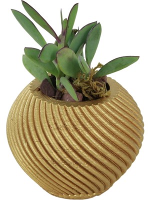 Dekoratif Saksı Minik Kaktüs Saksısı Ince Çizgi Spiral Model