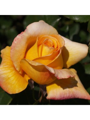 Fidan Sepetim Adolf Horstmann Gül Fidanı - Turuncu