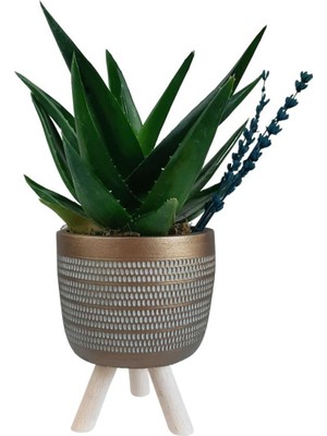 Sukulent Aloe Brevifolia | Ayaklı Gold  Saksıda