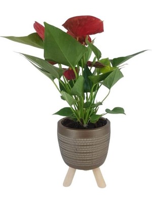 Karla Botanik Mini Antoryum Gold Damla Saksıda Flamingo Çiçeği