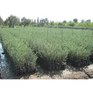 Estemes Botanik Tüplü Arbequina Bodur Ispanyol Zeytin Fidanı 2 Yaş