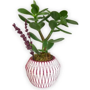 Karla Botanik Sukulent Crassula Ovata Pembe Çizgili Saksıda