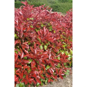 Karla Botanik Alev Çalısı Fidanı