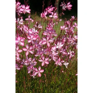 Karla Botanik Pembe Gaura Fidanı 40 cm x 3 Ad