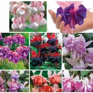 50'li Karışık Renk Küpe Çiçeği Tohumu + 10'lu Kırmızı Orkide Çiçek Tohumu