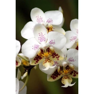 Karla Botanik Beyaz Orkide Tek Dal 40 cm