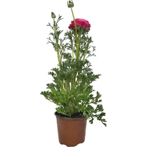 Karla Botanik Pembe Şakayık Fidesi