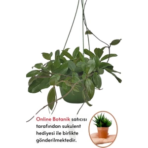 Karla Botanik Mum Çiçeği