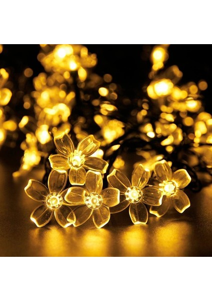 Let Şerit (Yurt Dışından) fiyatları