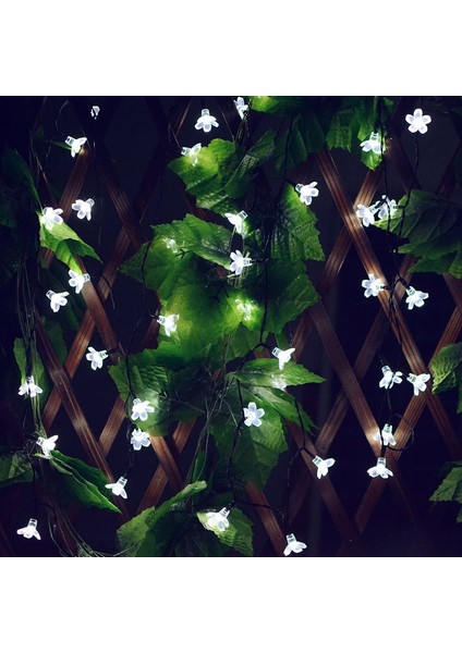 Let Şerit (Yurt Dışından) fiyatları