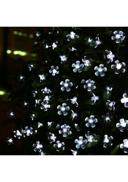 Let Şerit (Yurt Dışından) fırsatları