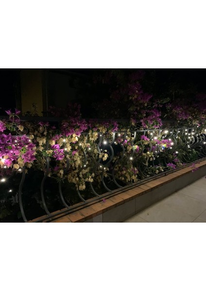 Let Şerit (Yurt Dışından) fiyatları