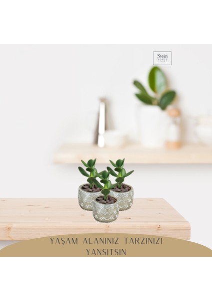 Dekoratif Saksı Minik Kaktüs Saksısı Altıgen Model modelleri
