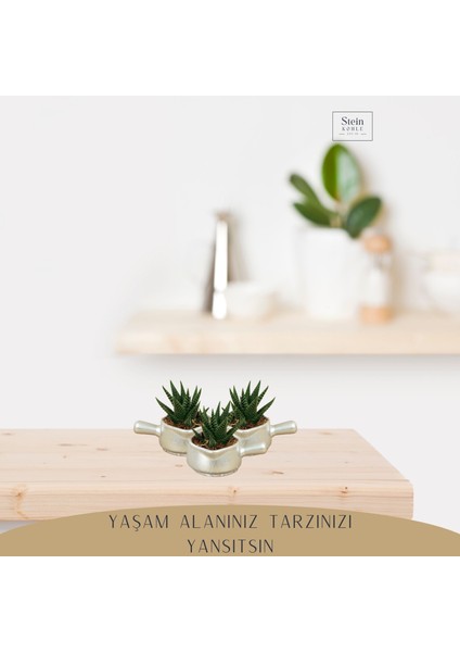 Dekoratif Saksı Minik Kaktüs Saksısı Mini Tava Model
