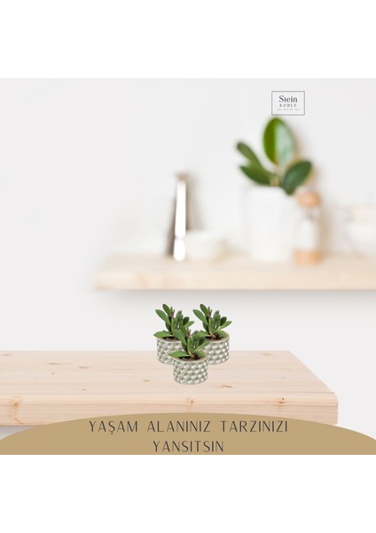 Dekoratif Saksı Minik Kaktüs Saksısı Puantiye Model