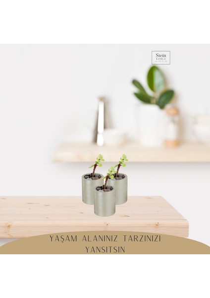 Dekoratif Saksı Minik Kaktüs Saksısı Düz Yuvarlak Model