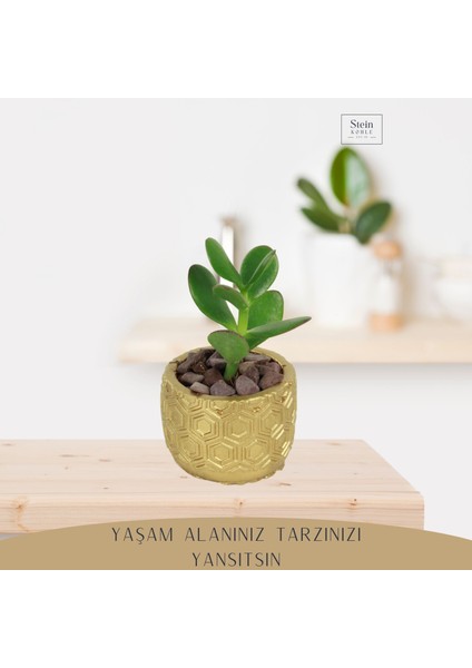Dekoratif Saksı Minik Kaktüs Saksısı Altıgen Model