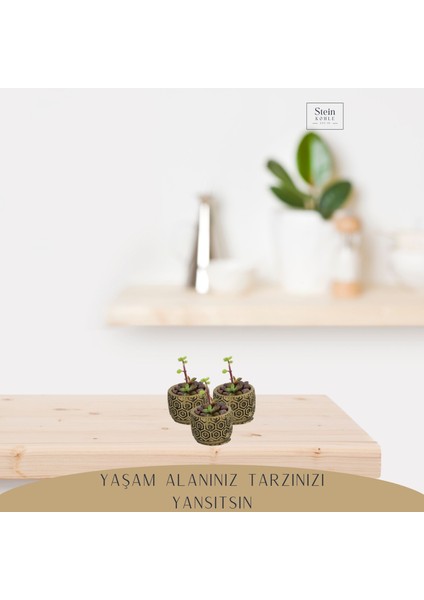 Dekoratif Saksı Minik Kaktüs Saksısı Altıgen Model