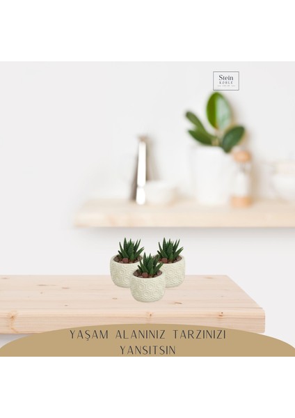 Dekoratif Saksı Minik Kaktüs Saksısı Altıgen Model