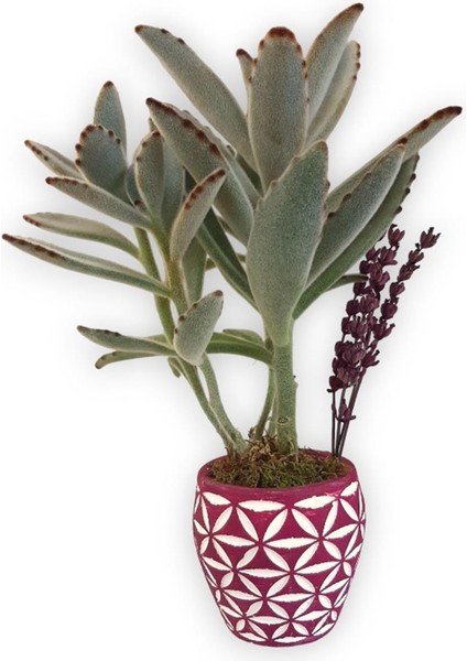 Sukulent Kalanchoe Tomentosa Pembe Beyaz Saksıda