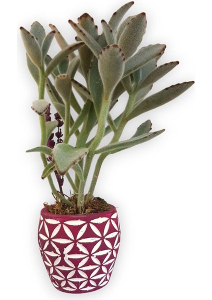 Sukulent Kalanchoe Tomentosa Pembe Beyaz Saksıda fiyatları