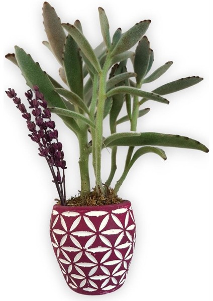Sukulent Kalanchoe Tomentosa Pembe Beyaz Saksıda modelleri