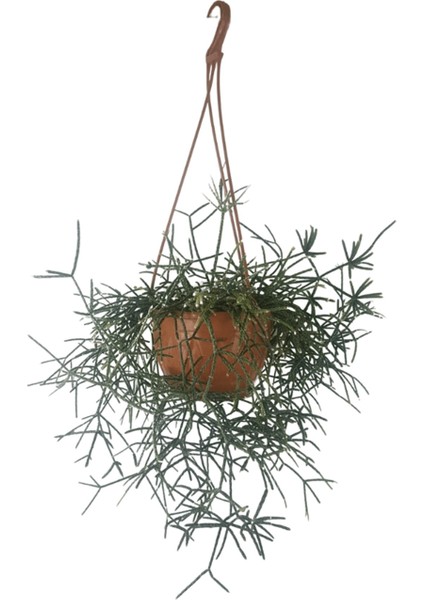 Rhipsalis Pilocarpa Askılı Saksıda