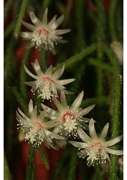 Rhipsalis Pilocarpa Askılı Saksıda fiyatları