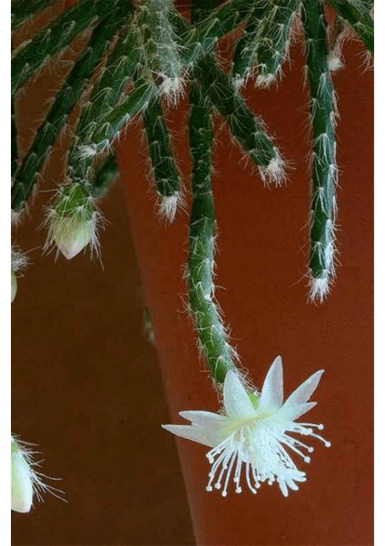 Rhipsalis Pilocarpa Askılı Saksıda modelleri