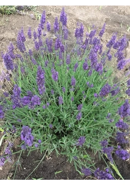 Egemen Fidancılık 10 Adet Açık Köklü Angustifolia Lavanta Fidesi Fidanı