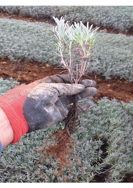 Egemen Fidancılık 10 Adet Açık Köklü Angustifolia Lavanta Fidesi Fidanı