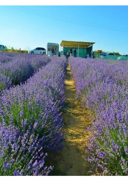 Egemen Fidancılık 20 Adet Açık Köklü Angustifolia Lavanta Fidesi Fidanı