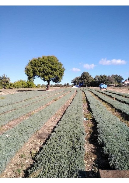 Egemen Fidancılık 20 Adet Açık Köklü Angustifolia Lavanta Fidesi Fidanı