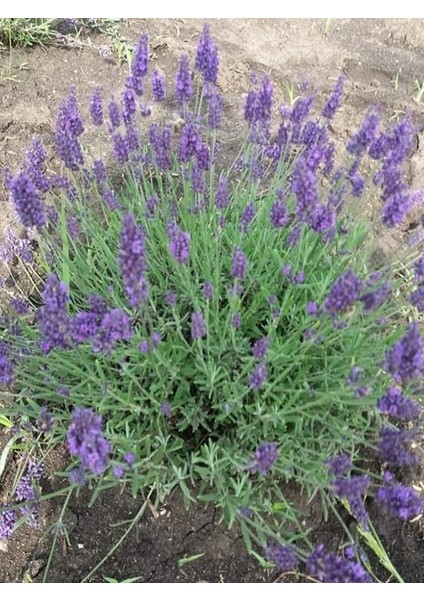 100 Adet Açık Köklü Angustifolia Lavanta Fidesi Fidanı