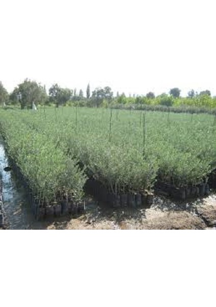 Tüplü Domat Zeytin Fidanı