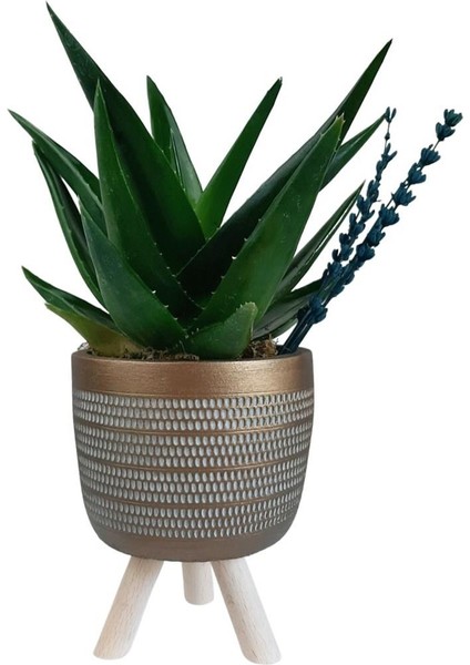 Sukulent Aloe Brevifolia | Ayaklı Gold Saksıda