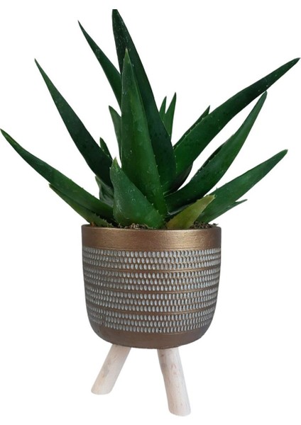 Sukulent Aloe Brevifolia | Ayaklı Gold Saksıda
