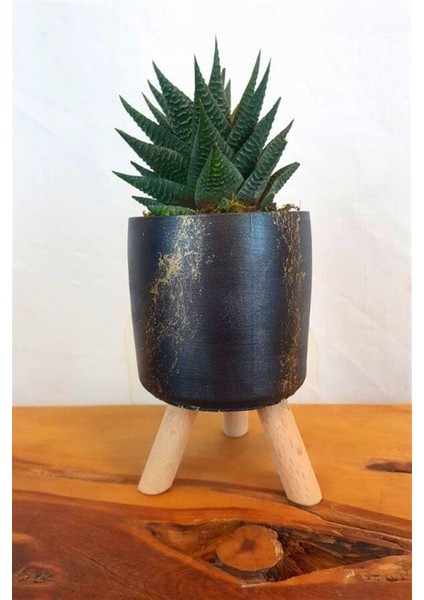 Haworthia Limifolia | Mermer Desenli Siyah Saksıda