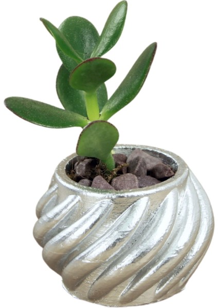 Dekoratif Saksı Minik Kaktüs Saksısı Kalın Çizgili Spiral Model