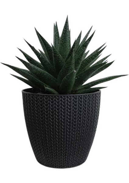 Gasterhaworthia Antrasit Sümela Saksıda