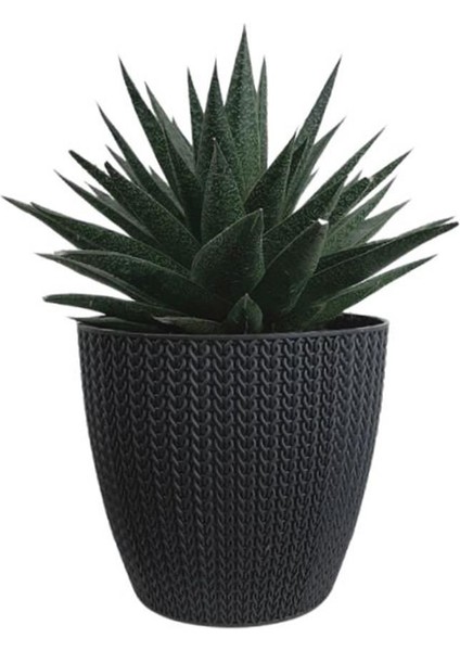 Gasterhaworthia Antrasit Sümela Saksıda