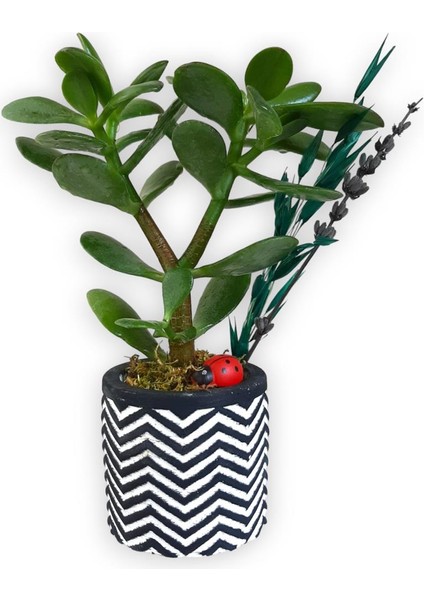 Sukulent Crassula Ovata Siyah Beyaz Saksıda