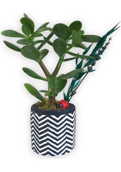 Sukulent Crassula Ovata Siyah Beyaz Saksıda