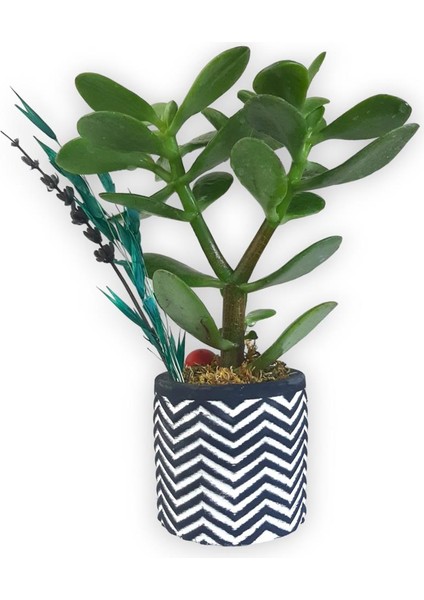 Sukulent Crassula Ovata Siyah Beyaz Saksıda