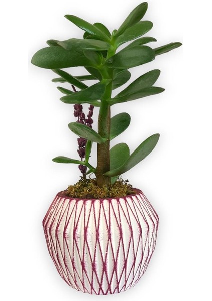 Sukulent Crassula Ovata Pembe Çizgili Saksıda