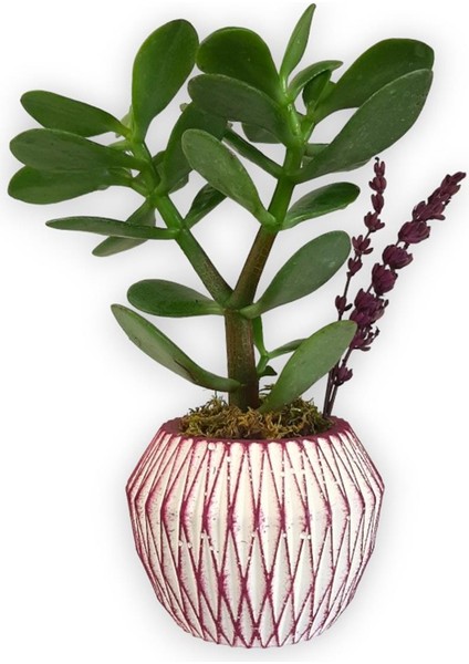 Sukulent Crassula Ovata Pembe Çizgili Saksıda