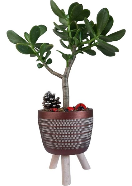 Sukulent Crassula Ovata Ayaklı Bakır Renk Saksıda