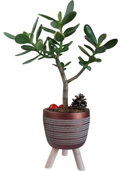 Sukulent Crassula Ovata Ayaklı Bakır Renk Saksıda