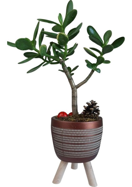Sukulent Crassula Ovata Ayaklı Bakır Renk Saksıda