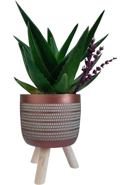 Sukulent Aloe Brevifolia | Ayaklı Bakır Renk Saksıda